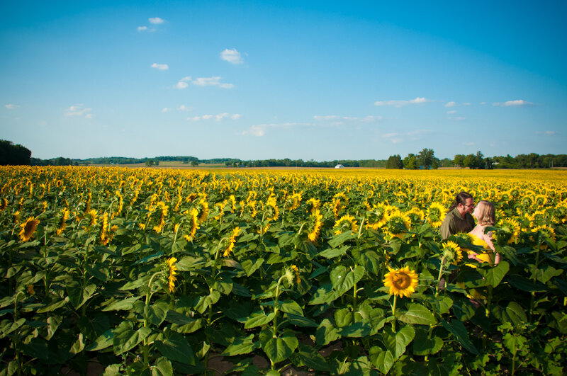 Sunflower Field Engagement Photographs In Yellow Springs Ohio